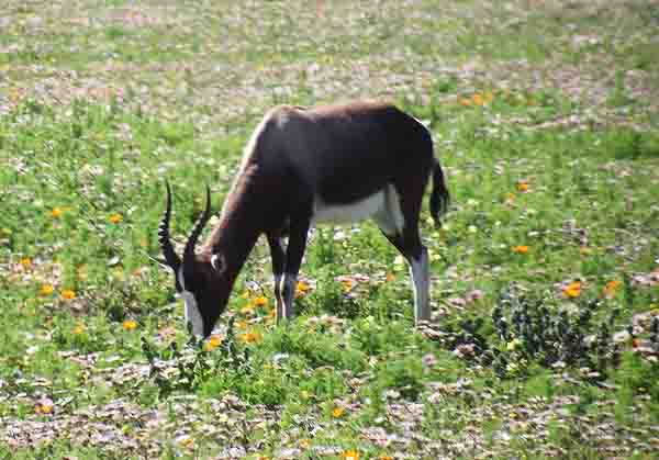 bontebok